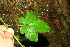  ( - BioBot11374)  @11 [ ] CreativeCommons - Attribution Non-Commercial Share-Alike (2010) Daniel H. Janzen Guanacaste Dry Forest Conservation Fund