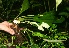  ( - BioBot11381)  @11 [ ] CreativeCommons - Attribution Non-Commercial Share-Alike (2010) Daniel H. Janzen Guanacaste Dry Forest Conservation Fund