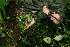  ( - BioBot11382)  @11 [ ] CreativeCommons - Attribution Non-Commercial Share-Alike (2010) Daniel H. Janzen Guanacaste Dry Forest Conservation Fund