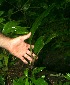  ( - BioBot11382)  @11 [ ] CreativeCommons - Attribution Non-Commercial Share-Alike (2010) Daniel H. Janzen Guanacaste Dry Forest Conservation Fund