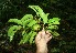  (Croton megistocarpus - BioBot11388)  @11 [ ] CreativeCommons - Attribution Non-Commercial Share-Alike (2010) Daniel H. Janzen Guanacaste Dry Forest Conservation Fund