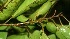  ( - BioBot11388)  @11 [ ] CreativeCommons - Attribution Non-Commercial Share-Alike (2010) Daniel H. Janzen Guanacaste Dry Forest Conservation Fund