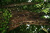  ( - BioBot11389)  @11 [ ] CreativeCommons - Attribution Non-Commercial Share-Alike (2010) Daniel H. Janzen Guanacaste Dry Forest Conservation Fund