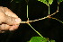  ( - BioBot11389)  @11 [ ] CreativeCommons - Attribution Non-Commercial Share-Alike (2010) Daniel H. Janzen Guanacaste Dry Forest Conservation Fund