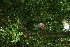  ( - BioBot11392)  @11 [ ] CreativeCommons - Attribution Non-Commercial Share-Alike (2010) Daniel H. Janzen Guanacaste Dry Forest Conservation Fund