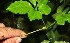  ( - BioBot11392)  @11 [ ] CreativeCommons - Attribution Non-Commercial Share-Alike (2010) Daniel H. Janzen Guanacaste Dry Forest Conservation Fund