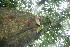  ( - BioBot11392)  @11 [ ] CreativeCommons - Attribution Non-Commercial Share-Alike (2010) Daniel H. Janzen Guanacaste Dry Forest Conservation Fund