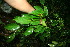  ( - BioBot11393)  @11 [ ] CreativeCommons - Attribution Non-Commercial Share-Alike (2010) Daniel H. Janzen Guanacaste Dry Forest Conservation Fund