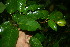  ( - BioBot11393)  @11 [ ] CreativeCommons - Attribution Non-Commercial Share-Alike (2010) Daniel H. Janzen Guanacaste Dry Forest Conservation Fund