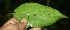  ( - BioBot11393)  @11 [ ] CreativeCommons - Attribution Non-Commercial Share-Alike (2010) Daniel H. Janzen Guanacaste Dry Forest Conservation Fund