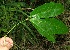  ( - BioBot11394)  @11 [ ] CreativeCommons - Attribution Non-Commercial Share-Alike (2010) Daniel H. Janzen Guanacaste Dry Forest Conservation Fund
