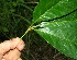  ( - BioBot11394)  @11 [ ] CreativeCommons - Attribution Non-Commercial Share-Alike (2010) Daniel H. Janzen Guanacaste Dry Forest Conservation Fund