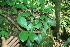  ( - BioBot11497)  @11 [ ] CreativeCommons - Attribution Non-Commercial Share-Alike (2010) Daniel H. Janzen Guanacaste Dry Forest Conservation Fund