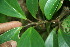  ( - BioBot11497)  @11 [ ] CreativeCommons - Attribution Non-Commercial Share-Alike (2010) Daniel H. Janzen Guanacaste Dry Forest Conservation Fund