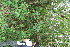  ( - BioBot11504)  @11 [ ] CreativeCommons - Attribution Non-Commercial Share-Alike (2010) Daniel H. Janzen Guanacaste Dry Forest Conservation Fund