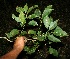  ( - BioBot11534)  @11 [ ] CreativeCommons - Attribution Non-Commercial Share-Alike (2010) Daniel H. Janzen Guanacaste Dry Forest Conservation Fund