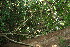  (Eugenia truncata - BioBot11535)  @11 [ ] CreativeCommons - Attribution Non-Commercial Share-Alike (2010) Daniel H. Janzen Guanacaste Dry Forest Conservation Fund