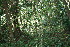  ( - BioBot11536)  @11 [ ] CreativeCommons - Attribution Non-Commercial Share-Alike (2010) Daniel H. Janzen Guanacaste Dry Forest Conservation Fund