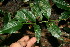  ( - BioBot11538)  @11 [ ] CreativeCommons - Attribution Non-Commercial Share-Alike (2010) Daniel H. Janzen Guanacaste Dry Forest Conservation Fund