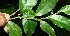  ( - BioBot11539)  @11 [ ] CreativeCommons - Attribution Non-Commercial Share-Alike (2010) Daniel H. Janzen Guanacaste Dry Forest Conservation Fund