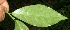  ( - BioBot11539)  @11 [ ] CreativeCommons - Attribution Non-Commercial Share-Alike (2010) Daniel H. Janzen Guanacaste Dry Forest Conservation Fund