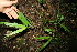  ( - BioBot11551)  @11 [ ] CreativeCommons - Attribution Non-Commercial Share-Alike (2010) Daniel H. Janzen Guanacaste Dry Forest Conservation Fund