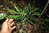  ( - BioBot11552)  @11 [ ] CreativeCommons - Attribution Non-Commercial Share-Alike (2010) Daniel H. Janzen Guanacaste Dry Forest Conservation Fund