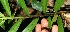  ( - BioBot11552)  @11 [ ] CreativeCommons - Attribution Non-Commercial Share-Alike (2010) Daniel H. Janzen Guanacaste Dry Forest Conservation Fund