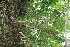  ( - BioBot11556)  @11 [ ] CreativeCommons - Attribution Non-Commercial Share-Alike (2010) Daniel H. Janzen Guanacaste Dry Forest Conservation Fund