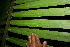  ( - BioBot11556)  @11 [ ] CreativeCommons - Attribution Non-Commercial Share-Alike (2010) Daniel H. Janzen Guanacaste Dry Forest Conservation Fund