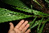  ( - BioBot11557)  @11 [ ] CreativeCommons - Attribution Non-Commercial Share-Alike (2010) Daniel H. Janzen Guanacaste Dry Forest Conservation Fund
