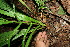  ( - BioBot11557)  @11 [ ] CreativeCommons - Attribution Non-Commercial Share-Alike (2010) Daniel H. Janzen Guanacaste Dry Forest Conservation Fund