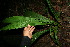  ( - BioBot11557)  @11 [ ] CreativeCommons - Attribution Non-Commercial Share-Alike (2010) Daniel H. Janzen Guanacaste Dry Forest Conservation Fund