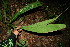  ( - BioBot11557)  @11 [ ] CreativeCommons - Attribution Non-Commercial Share-Alike (2010) Daniel H. Janzen Guanacaste Dry Forest Conservation Fund