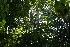  ( - BioBot11558)  @11 [ ] CreativeCommons - Attribution Non-Commercial Share-Alike (2010) Daniel H. Janzen Guanacaste Dry Forest Conservation Fund