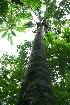  ( - BioBot11558)  @11 [ ] CreativeCommons - Attribution Non-Commercial Share-Alike (2010) Daniel H. Janzen Guanacaste Dry Forest Conservation Fund