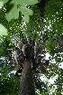  ( - BioBot11558)  @11 [ ] CreativeCommons - Attribution Non-Commercial Share-Alike (2010) Daniel H. Janzen Guanacaste Dry Forest Conservation Fund