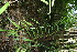 ( - BioBot11558)  @11 [ ] CreativeCommons - Attribution Non-Commercial Share-Alike (2010) Daniel H. Janzen Guanacaste Dry Forest Conservation Fund