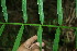  ( - BioBot11558)  @11 [ ] CreativeCommons - Attribution Non-Commercial Share-Alike (2010) Daniel H. Janzen Guanacaste Dry Forest Conservation Fund