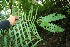  ( - BioBot11558)  @11 [ ] CreativeCommons - Attribution Non-Commercial Share-Alike (2010) Daniel H. Janzen Guanacaste Dry Forest Conservation Fund