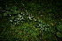  ( - BioBot11562)  @11 [ ] CreativeCommons - Attribution Non-Commercial Share-Alike (2010) Daniel H. Janzen Guanacaste Dry Forest Conservation Fund