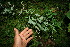  ( - BioBot11562)  @11 [ ] CreativeCommons - Attribution Non-Commercial Share-Alike (2010) Daniel H. Janzen Guanacaste Dry Forest Conservation Fund