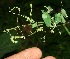  (Desmodium distortum - BioBot11564)  @11 [ ] CreativeCommons - Attribution Non-Commercial Share-Alike (2010) Daniel H. Janzen Guanacaste Dry Forest Conservation Fund