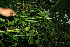  ( - BioBot11589)  @11 [ ] CreativeCommons - Attribution Non-Commercial Share-Alike (2010) Daniel H. Janzen Guanacaste Dry Forest Conservation Fund