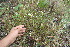  (Buchnera pusilla - BioBot11594)  @11 [ ] CreativeCommons - Attribution Non-Commercial Share-Alike (2010) Daniel H. Janzen Guanacaste Dry Forest Conservation Fund