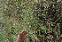  ( - BioBot11595)  @11 [ ] CreativeCommons - Attribution Non-Commercial Share-Alike (2010) Daniel H. Janzen Guanacaste Dry Forest Conservation Fund