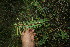  ( - BioBot11595)  @11 [ ] CreativeCommons - Attribution Non-Commercial Share-Alike (2010) Daniel H. Janzen Guanacaste Dry Forest Conservation Fund