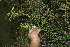  ( - BioBot11596)  @11 [ ] CreativeCommons - Attribution Non-Commercial Share-Alike (2010) Daniel H. Janzen Guanacaste Dry Forest Conservation Fund