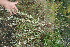  ( - BioBot11600)  @11 [ ] CreativeCommons - Attribution Non-Commercial Share-Alike (2010) Daniel H. Janzen Guanacaste Dry Forest Conservation Fund