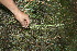  ( - BioBot11604)  @11 [ ] CreativeCommons - Attribution Non-Commercial Share-Alike (2010) Daniel H. Janzen Guanacaste Dry Forest Conservation Fund